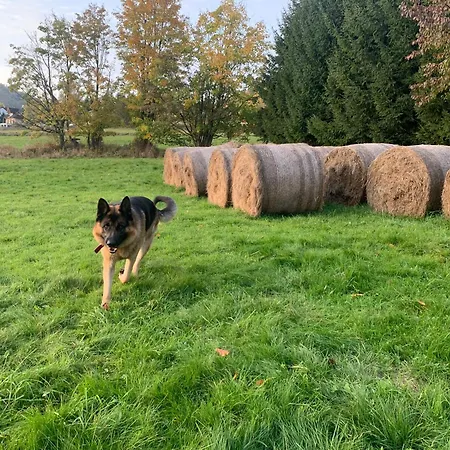 Mr. Sowa Sokolec * 루드비코비체 클로드즈키