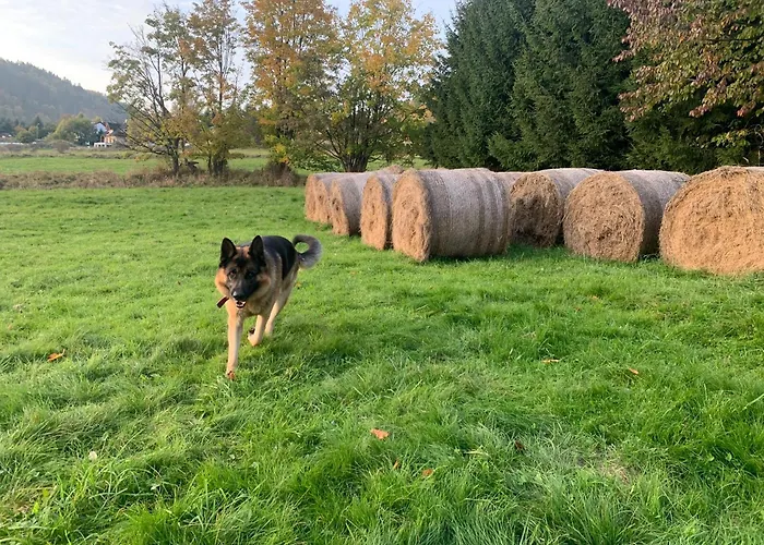 Mr. Sowa Sokolec * Ludwikowice Kłodzkie